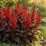 Rote Pracht-Lobelie ‘Queen Victoria’ mit dunklem Laub am Teichrand im Garten