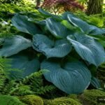 Riesen-Funkie ‘Empress Wu’ mit gigantischen blaugrünen Blättern im schattigen Garten