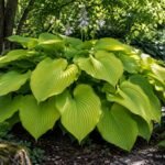 Riesen-Funkie „Sum and Substance“ mit großen chartreusegelben Blättern im schattigen Garten