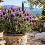 Schopflavendel mit violetten Blüten auf einer sonnigen Terrasse im mediterranen Stil