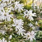 Stern-Magnolie mit weißen Blüten im sonnigen Frühlingsgarten