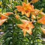 Trompeten-Lilie ‘African Queen’ mit großen aprikosenfarbenen Blüten im sommerlichen Garten