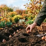Tulpenzwiebeln werden im Herbst mit richtigem Abstand und geeigneter Pflanztiefe gesetzt