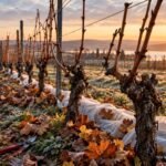 Weinreben nach der Lese mit wichtigen Pflegemaßnahmen für einen frostgeschützten Winter vorbereiten