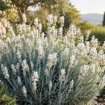 Weißer Lavendel ‘Edelweiss’ mit schneeweißen Blüten im sonnigen Gartenbeet