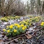 Gelbe Winterlinge blühen im Februar zwischen Schnee und winterlichem Gartenboden