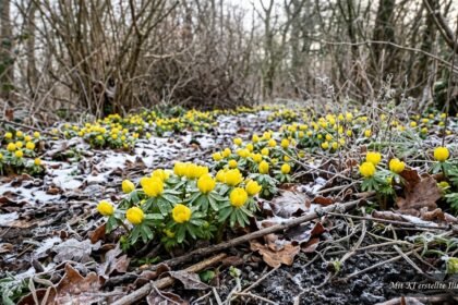 Gelbe Winterlinge blühen im Februar zwischen Schnee und winterlichem Gartenboden