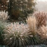 Herbstliche Ziergräser mit goldenen Halmen und filigranen Blütenständen im Garten