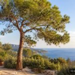 Aleppo-Kiefer mit charakteristischem Wuchs in mediterraner Landschaft