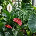 Aronstabgewächse mit markanten Blüten und dekorativen Blättern im Überblick