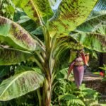 Blutbanane Musa zebrina mit rot gefleckten Blättern als exotischer Blickfang auf der Terrasse