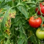Braune Flecken auf Tomatenblättern erkennen und Krankheiten von Schädlingen unterscheiden