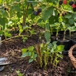 Brombeeren im Garten durch Absenker, Stecklinge und Wurzelausläufer vermehren