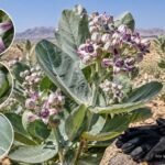 Oscherbaum mit auffälligen Blüten und großen Blättern in natürlicher Umgebung