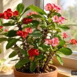Christusdorn mit farbenfrohen Scheinblüten und markanten Dornen als pflegeleichte Zimmerpflanze