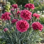 Rosa Landnelke mit gefüllter Blüte und silbrig-grünen Blättern im Garten