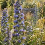 Blühender Gewöhnlicher Natternkopf mit summenden Bienen im naturnahen Garten