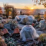 Erster Nachtfrost im Garten, gefährdete Pflanzen werden rechtzeitig mit Schutzmaßnahmen bewahrt