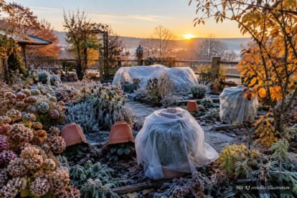 Erster Nachtfrost im Garten, gefährdete Pflanzen werden rechtzeitig mit Schutzmaßnahmen bewahrt