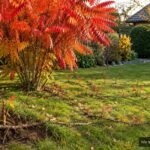 Essigbaum mit herbstlicher Laubfärbung und zahlreichen Wurzelausläufern im Rasen