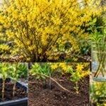 Forsythienvermehrung durch Stecklinge, Absenker und Wasserglas im Vergleich