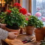 Geranien und Pelargonien werden vor dem ersten Frost für den Winter vorbereitet