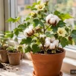 Gossypium herbaceum im Topf mit Blüten und weißen Baumwollkapseln auf der Fensterbank