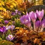Herbstblühende Pflanzen mit tulpenähnlichen Blüten im goldenen Gartenbeet