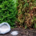 Thujahecke mit braunen Nadeln und Bittersalz zur gezielten Behandlung von Magnesiummangel