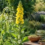 Gelb blühende Königskerze im sommerlichen Garten als vielseitige Heilpflanze