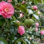 Grüne Kamelienfrucht an einem Zweig als Ausgangspunkt für neue Pflanzen