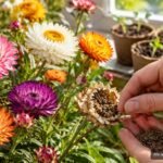 Kapkörbchen mit bunten Blüten und geernteten Samen auf einer Fensterbank
