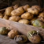 Kartoffeln richtig lagern und typische Fehler bei Keimen, Fäulnis und Qualitätsverlust vermeiden