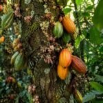 Kauliflorie: Blüten und Früchte wachsen direkt aus der Borke eines Baumstamms