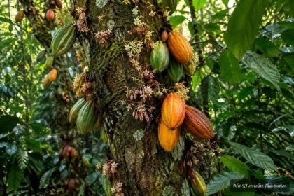 Kauliflorie: Blüten und Früchte wachsen direkt aus der Borke eines Baumstamms