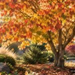 Lebkuchenbaum im Garten mit herbstlich gefärbtem Laub und charakteristischem Karamellduft