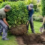 Ligusterhecke wird vorsichtig ausgegraben und für den Standortwechsel vorbereitet