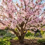 Rosa blühendes Mandelbäumchen verwandelt den Frühlingsgarten in ein farbenfrohes Blütenmeer