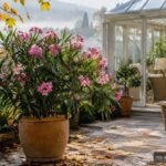 Oleander im Kübel steht im Herbst geschützt vor dem ersten Frost