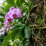 Orchidee auf Baumstamm befestigt für natürliche epiphytische Kultur im Wintergarten
