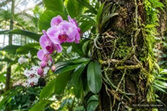 Orchidee auf Baumstamm befestigt für natürliche epiphytische Kultur im Wintergarten