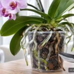 Gesunde und vertrocknete Orchideen-Luftwurzeln im Vergleich mit Gartenschere