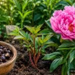 Rosa Pfingstrosen im Garten symbolisieren Geduld beim langwierigen Ziehen aus Samen