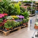 Blühende Discounterpflanzen auf einer Palette zwischen Einkaufswagen und Supermarktregalen