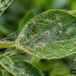 Raubmilben bekämpfen Spinnmilben auf befallenen Zimmerpflanzen und Gemüse biologisch
