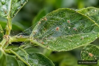 Raubmilben bekämpfen Spinnmilben auf befallenen Zimmerpflanzen und Gemüse biologisch
