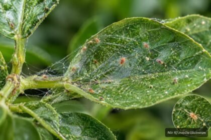 Raubmilben bekämpfen Spinnmilben auf befallenen Zimmerpflanzen und Gemüse biologisch