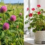 Rotklee und roter Glücksklee im Vergleich mit unterschiedlichen Blättern und Wachstumsformen