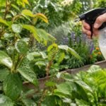 Schmierseifenlösung bekämpft Blattläuse auf grünen Pflanzen im Garten