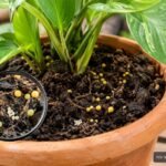 Gelbe Kügelchen in Blumenerde erkennen: Schneckeneier oder Langzeitdünger unterscheiden